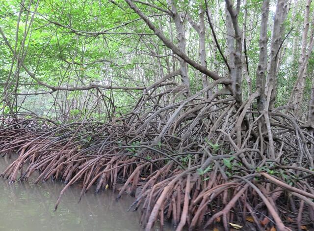 ベトナム、カンザ―自然公園のマングローブの木