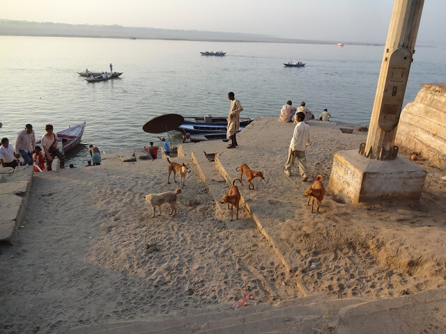 インド、ガンジス川の野良犬