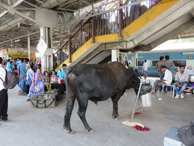バラナシの駅にいる牛